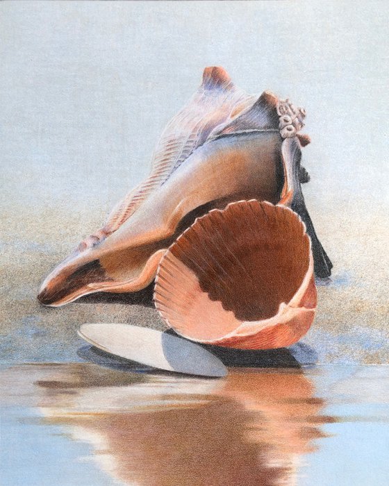 Seashells