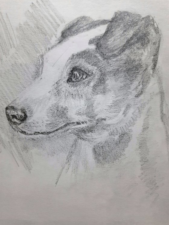 Set of two Russel Terriers