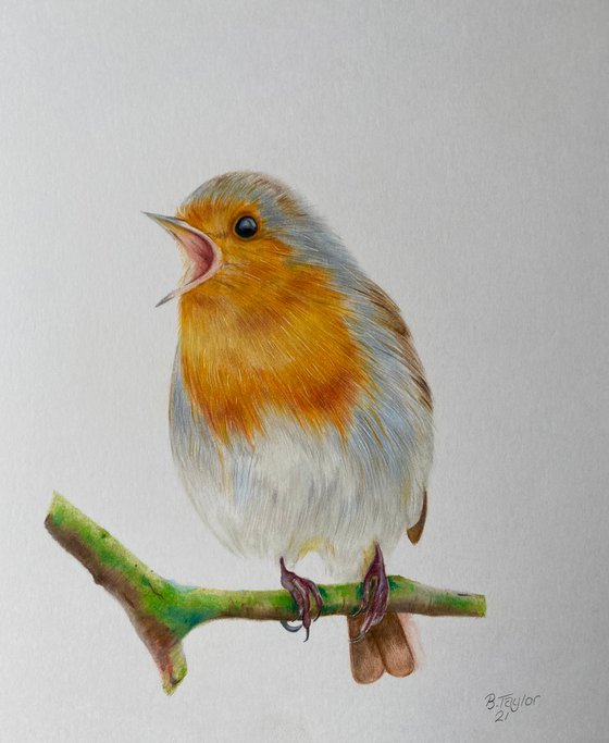 Robin sitting on branch Pencil drawing by Bethany Taylor | Artfinder