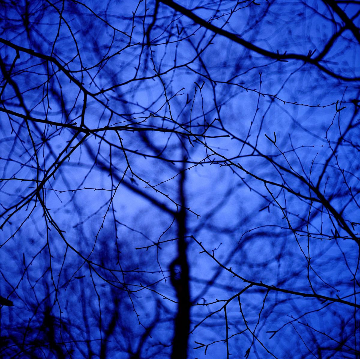 Blue Tree #2 by James Cooper Images