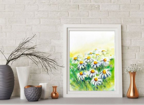 Daisies in the fields