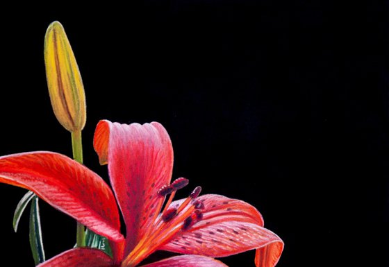 Red Lilly