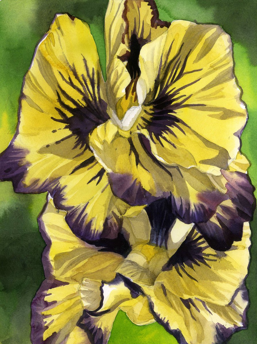 yellow pansy watercolor floral by Alfred  Ng