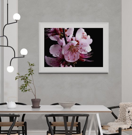 Spring Blossoms