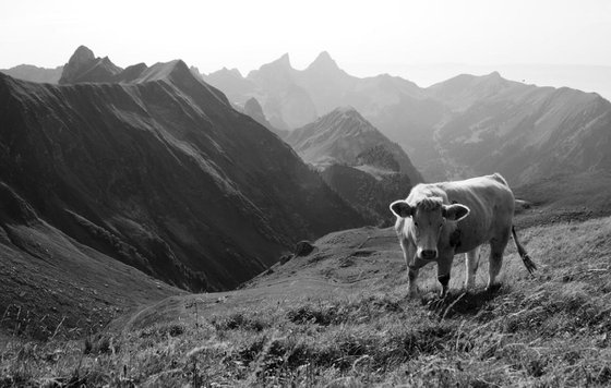Cow in the Chablais Alps, II