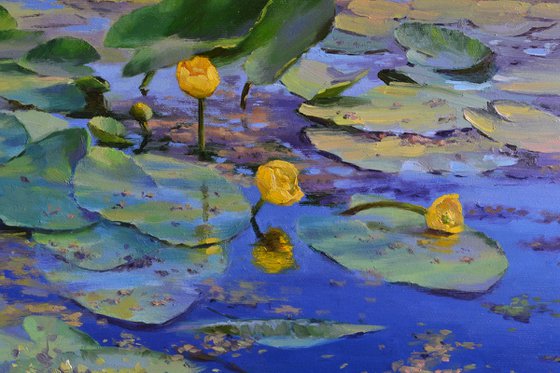 Water lilies on a sunny day