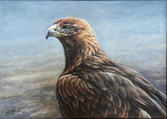 Golden Eagle, bird of prey