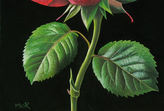 A Rose is a Rose is a Rose