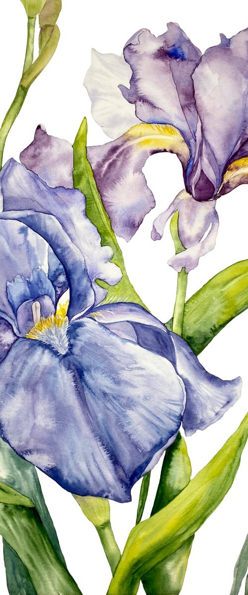 Iris Flowers by Anna Lyashenko