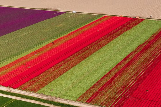 PATCHWORK OF FLOWERS