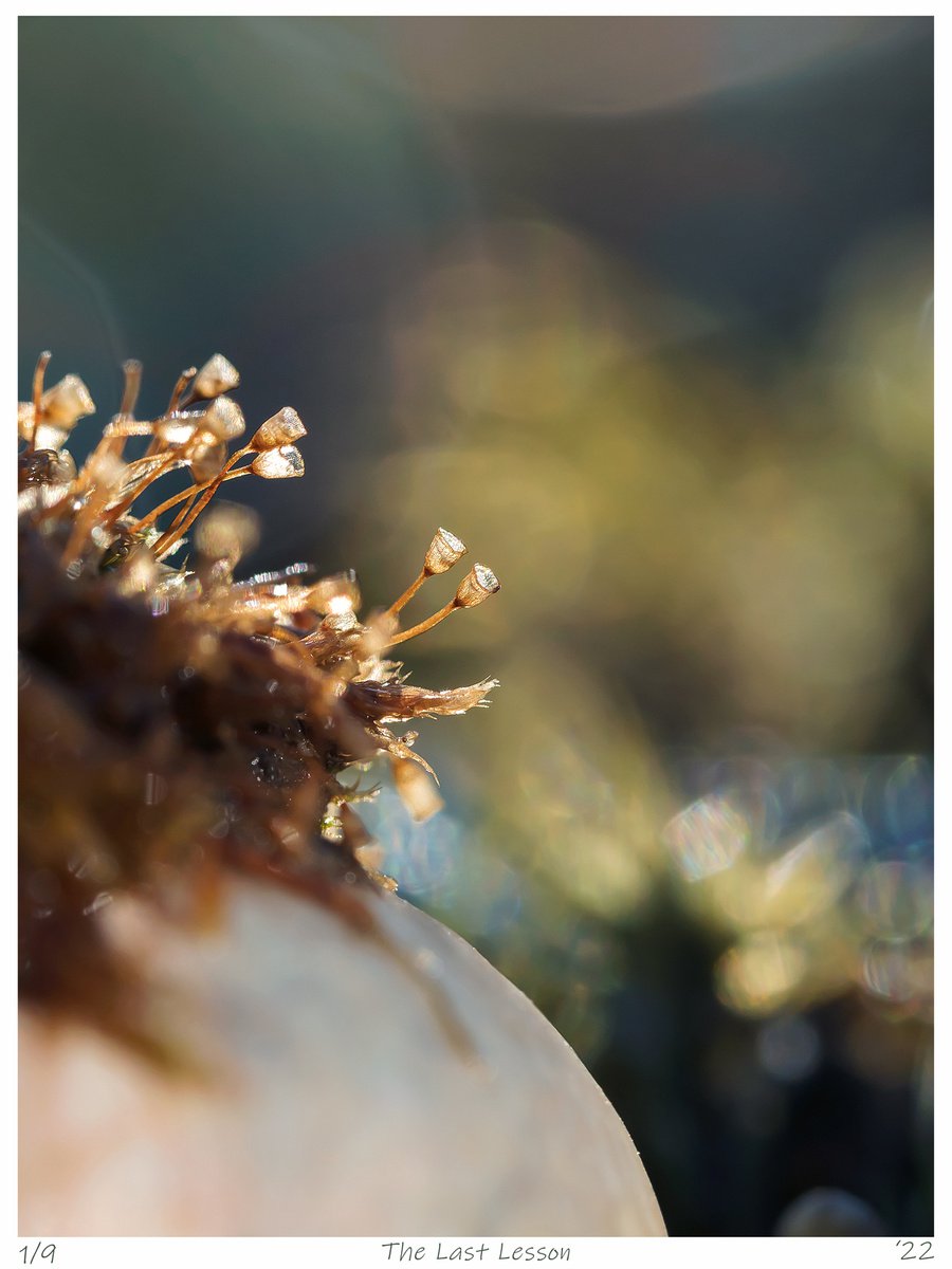 The Last lesson - an art photo of hair-cap moss sporangium, Sweden, 2022 by Inna Etuvgi