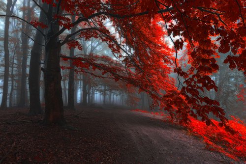 Road of Seraphines (Edition of 5; 1 sold) by Janek Sedlar