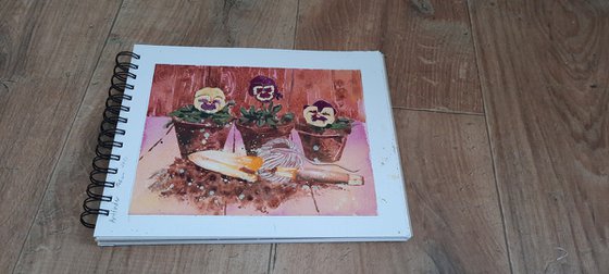 Pottingshed Pansies
