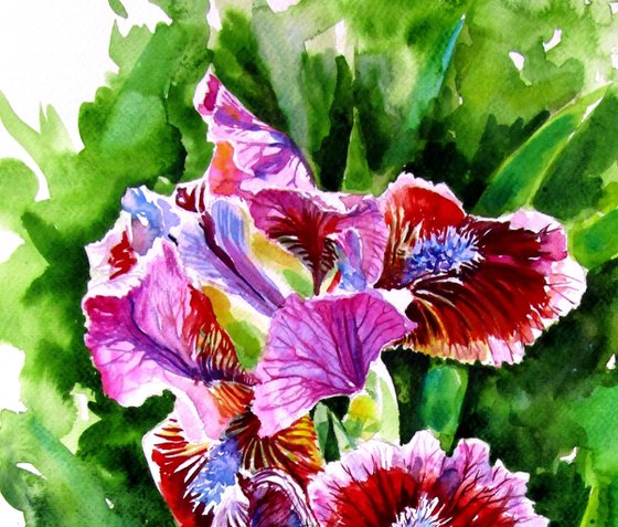 Iris II