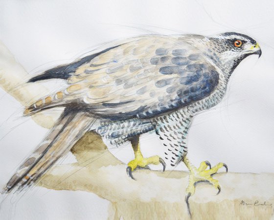 Goshawk