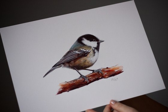 Coal Tit