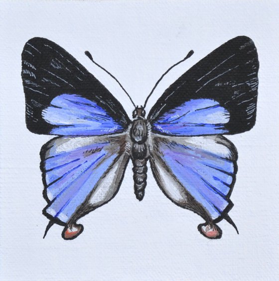 Specimen 005 - Blue Cornelian (Deudorix epirus)