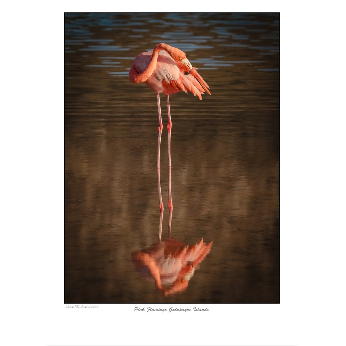 Pink Flamingo Galapagos Islands by David Ireland