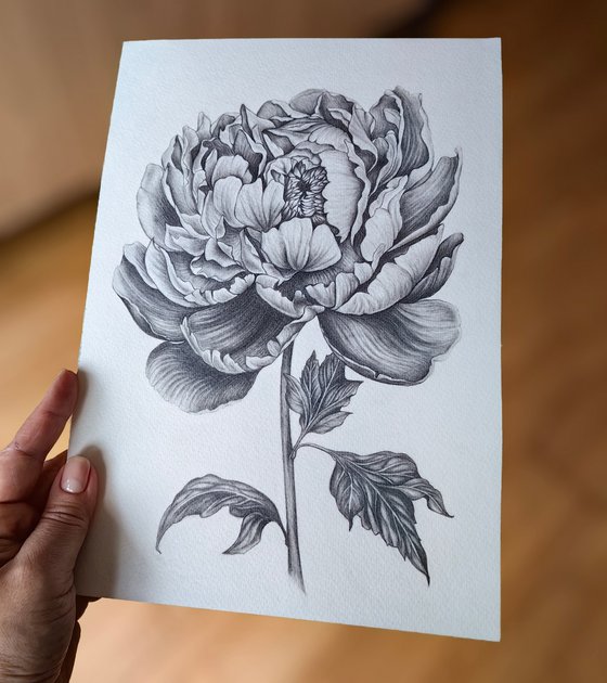 Peony