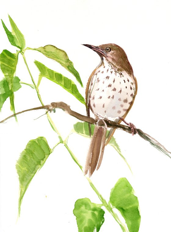 Brown Thrasher