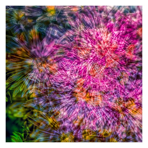 Abstract Flowers #6. Limited Edition 1/25 12x12 inch Photographic Print. by Graham Briggs