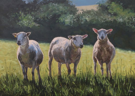 Three Sheep