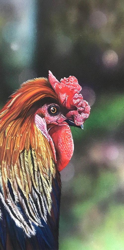 Rooster Life by Irsa Ervin