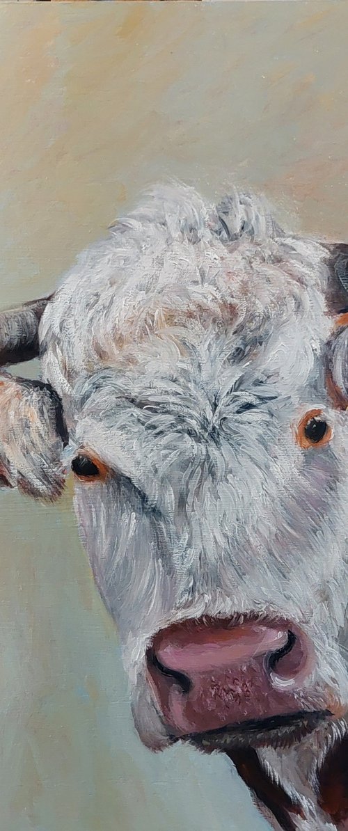 Hereford  bull by Els Driesen