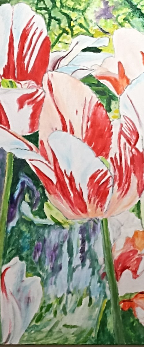 Tulips flowers by Isabelle Lucas