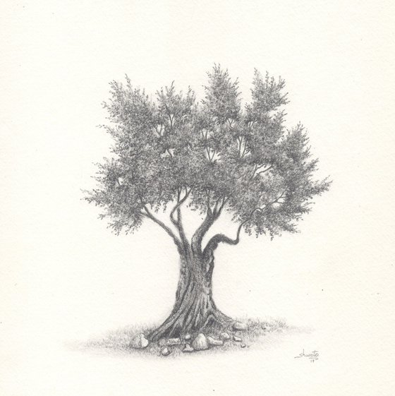 Olive tree II