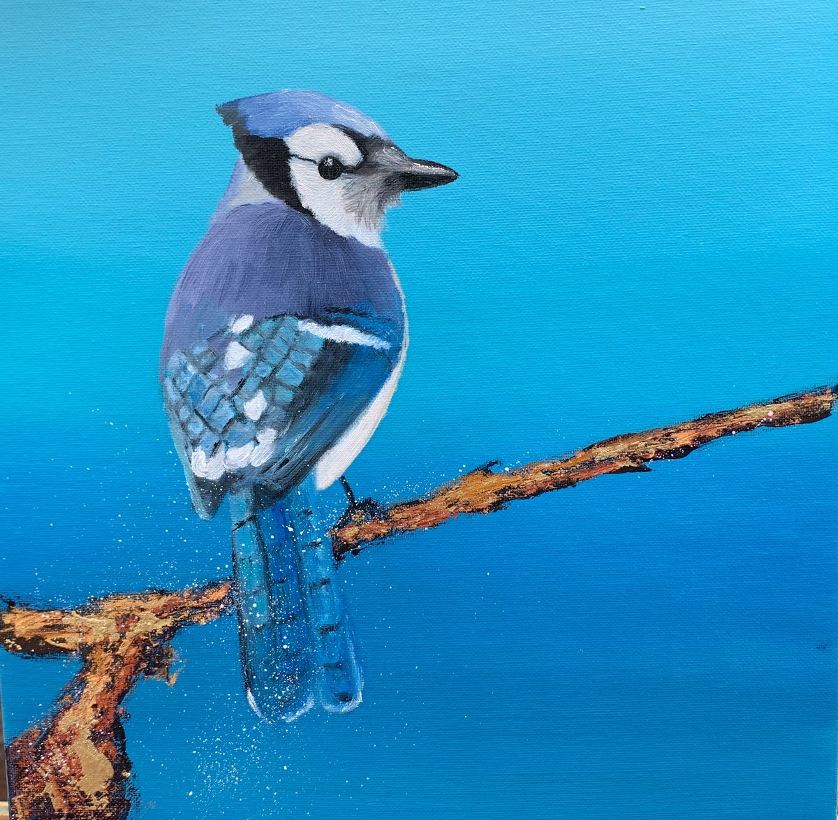 Young Blue Jay by Laure Bury