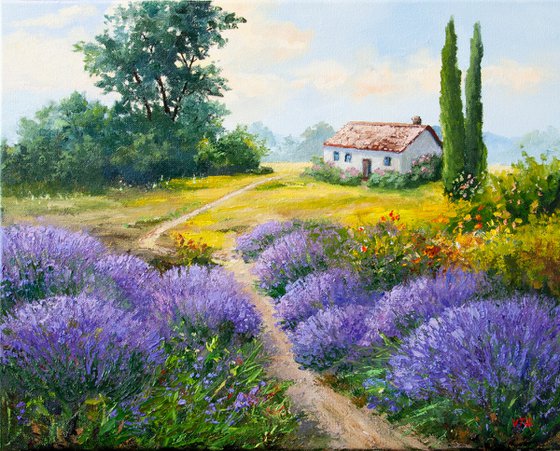 Lavender fields