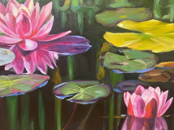 Colorful pond Water lilies