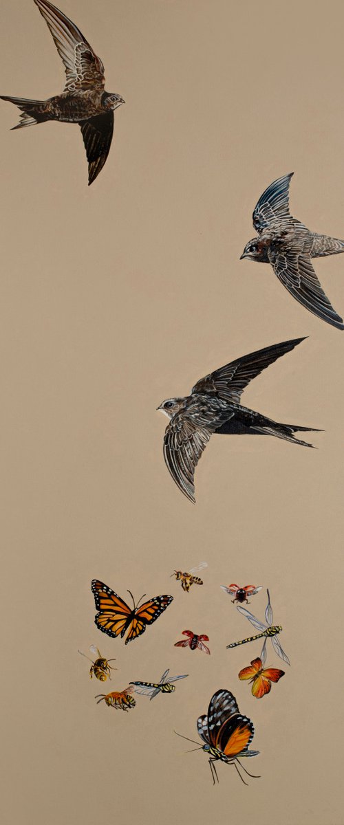 Rapid Swifts and beautiful insects by Natalie Toplass