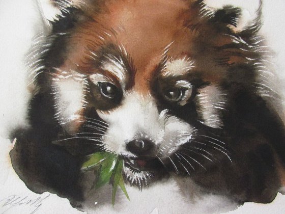 red panda watercolor