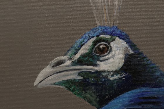 Peacock Portrait