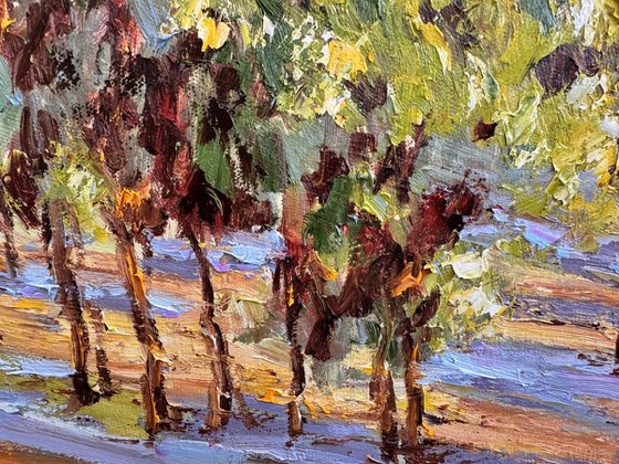 Vignes sous le soleil