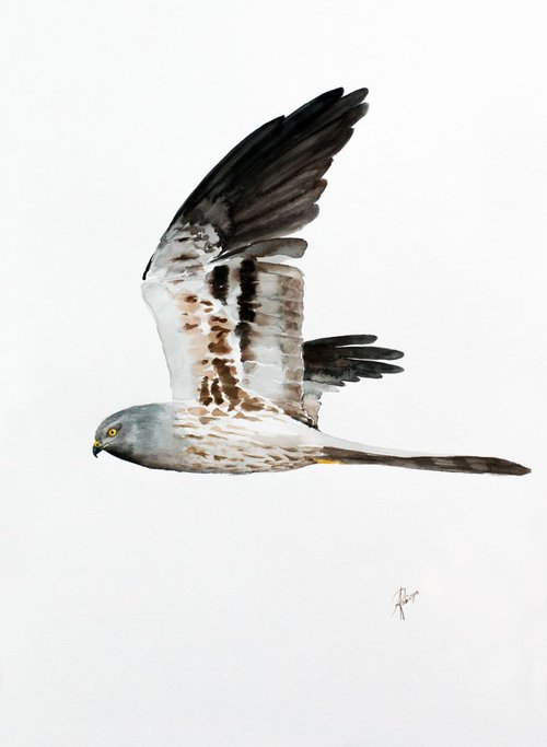 Montagu's Harrier by Andrzej Rabiega