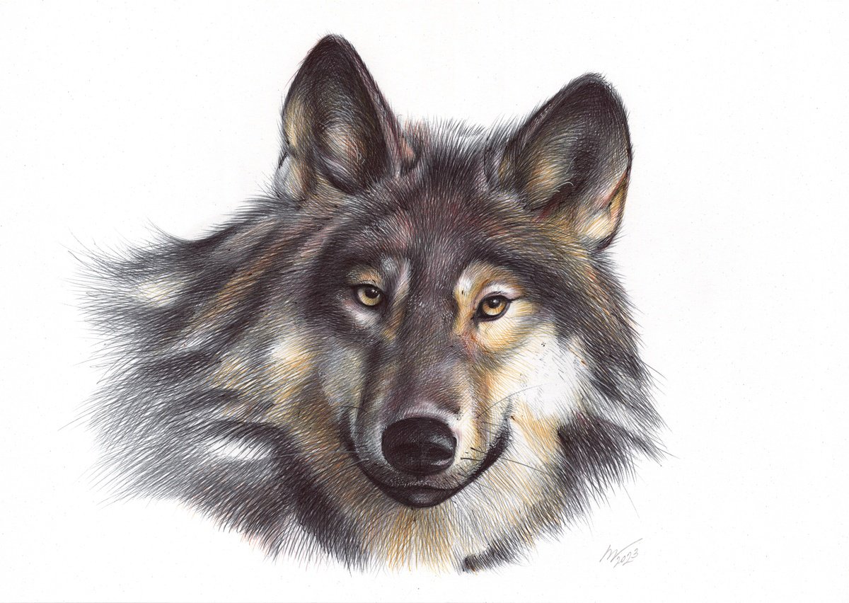 Grey Wolf Drawing by Daria Maier | Artfinder