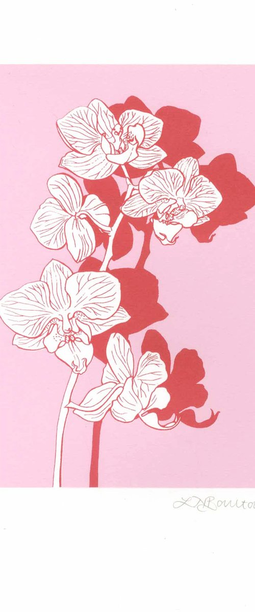 Orchid on Pink by Louise Boulton