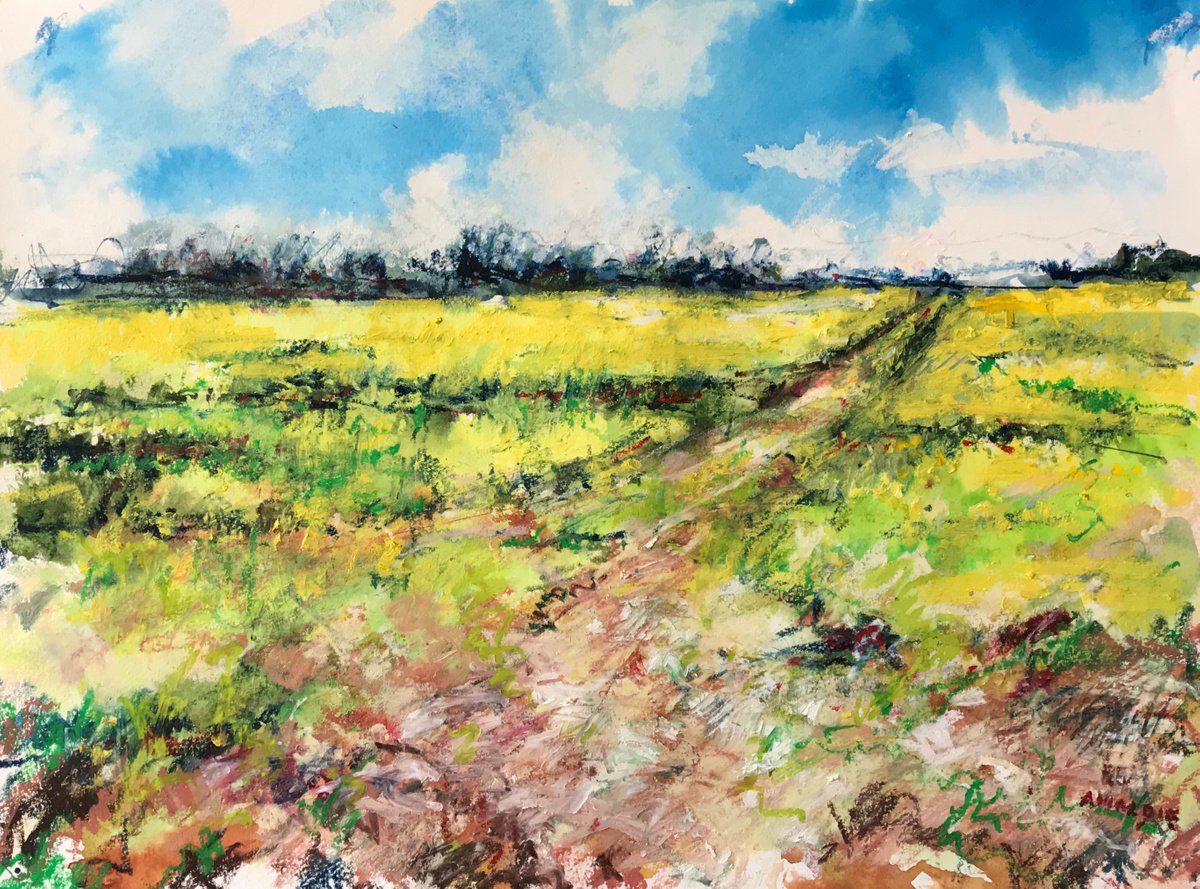 Rapeseed Field by Andrew Moodie