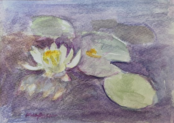 Lily 3