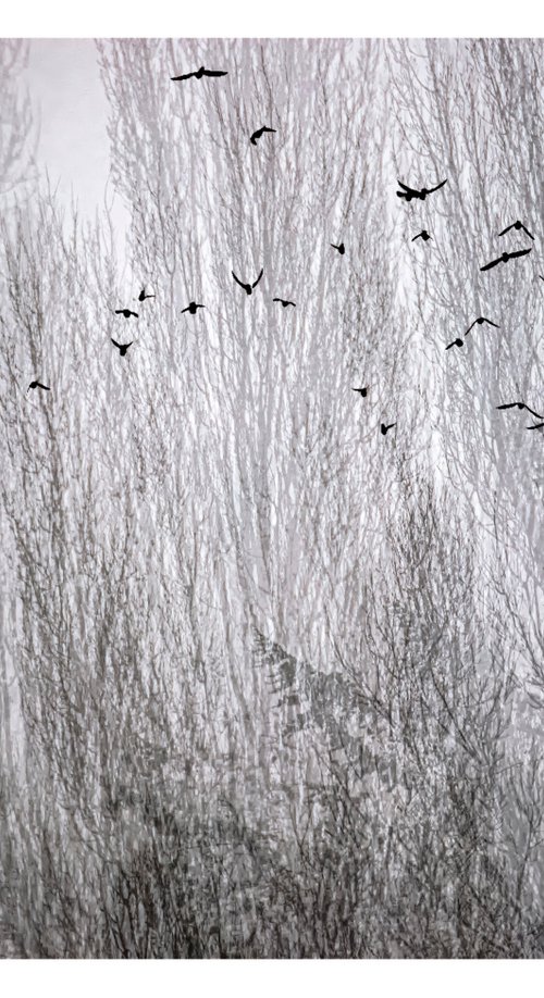 Midwinter #2 Limited Edition #1/25 Fine Art Photograph of Bare Winter Trees and Birds Flying by Graham Briggs