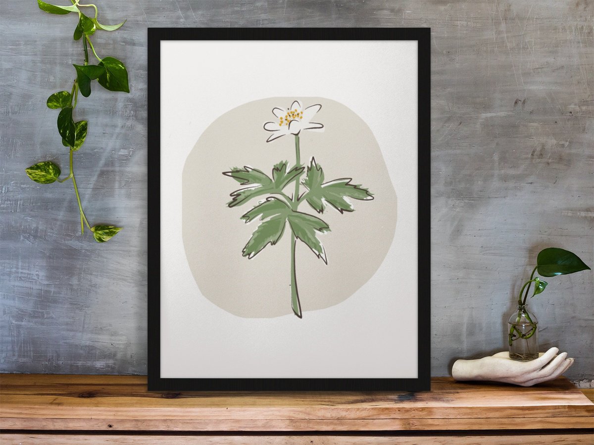Botanical Giclee Print By Emma Evans-Freke, 12 X 17, A Spring Wood Anemone Flower, Original Artwork