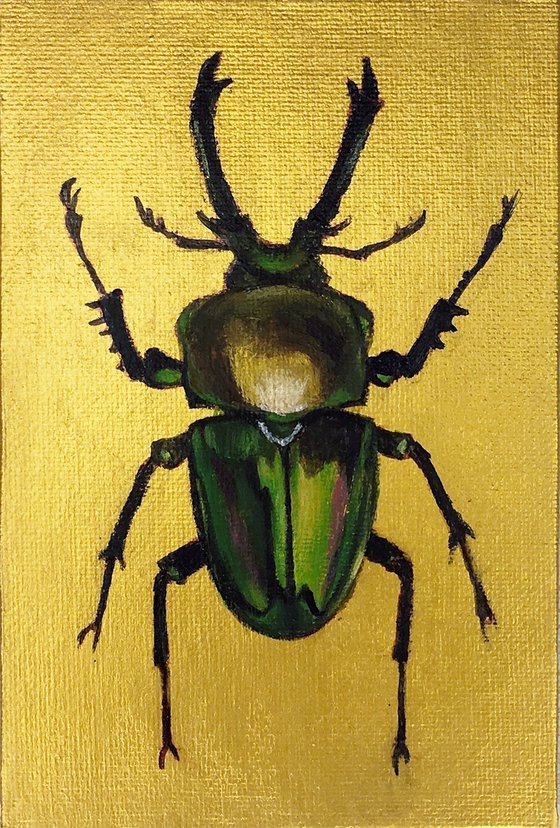 PHALACROGNATHUS MUELLERI - Golden collection of beetles