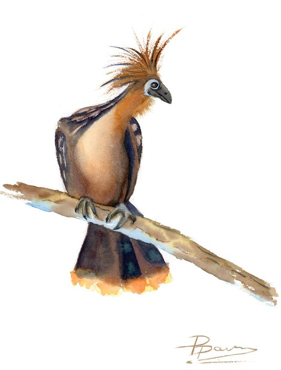 Hoatzin bird
