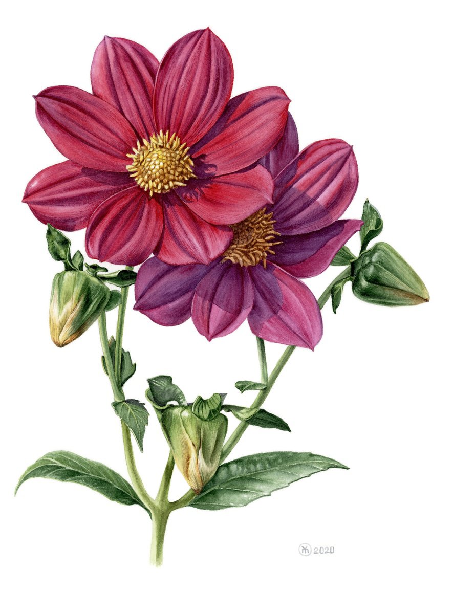 Photorealistic Botanical Watercolour By Yuliia Moiseieva, 11 X 15", Red Dahlia, Original Artwork