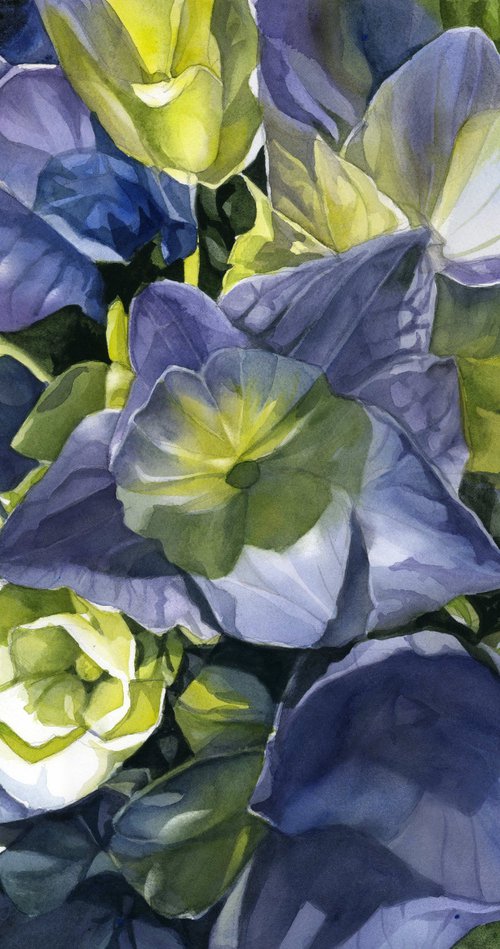 green and blue hydrangea by Alfred  Ng