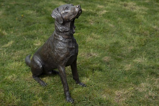 "Barney" Sitting Labrador BR