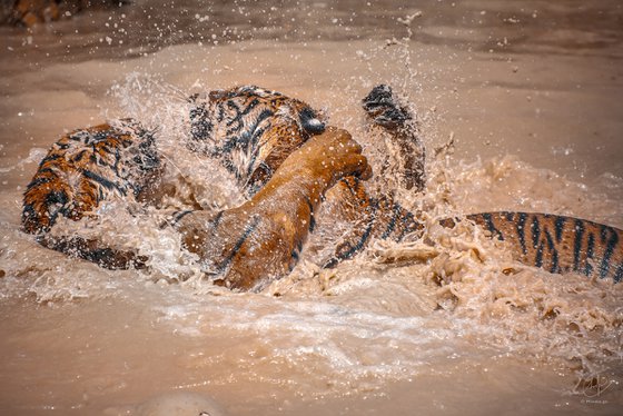 Playful Spirits of the Jungle